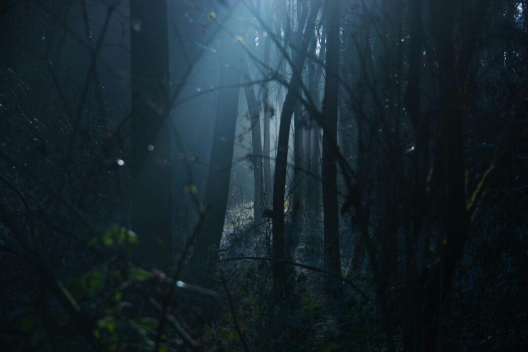 El misterio del silencio cósmico y la hipótesis del bosque oscuro